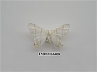 藏品(尺蛾332)的圖片